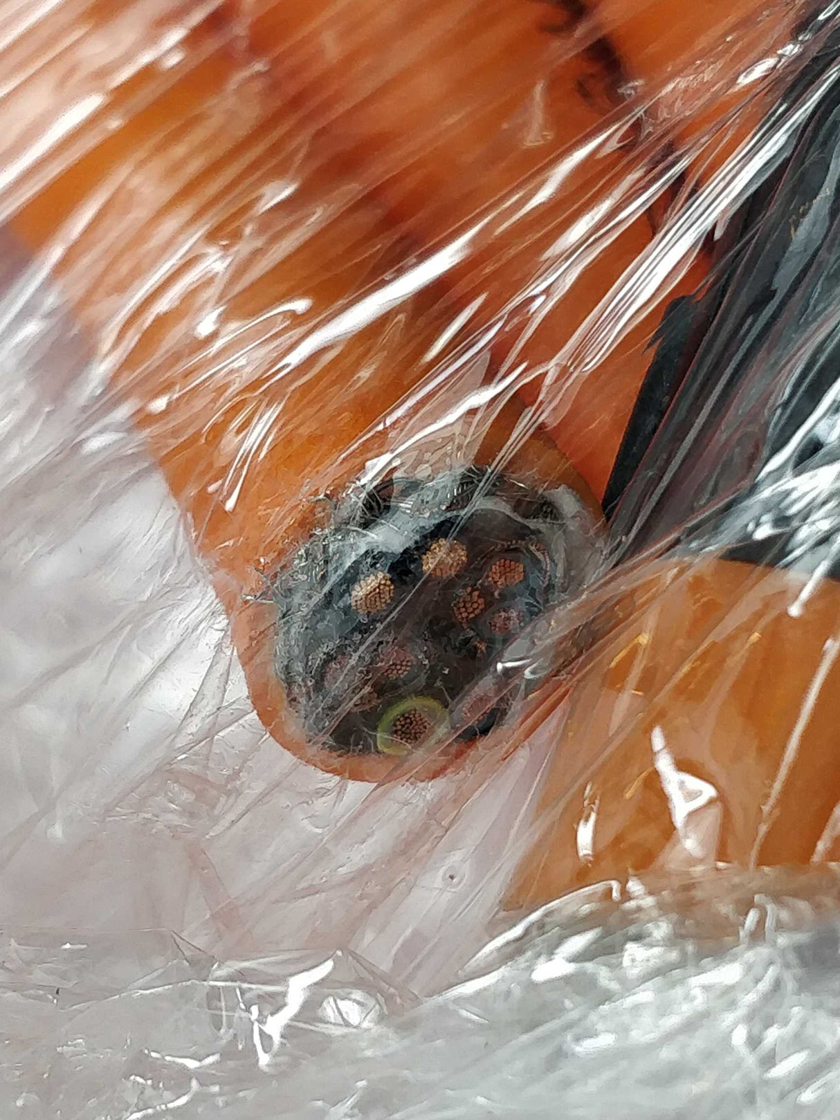 Schneider Electric VW3M5100R250 Motor Cable 25m, ytech - open, 1,0mm²